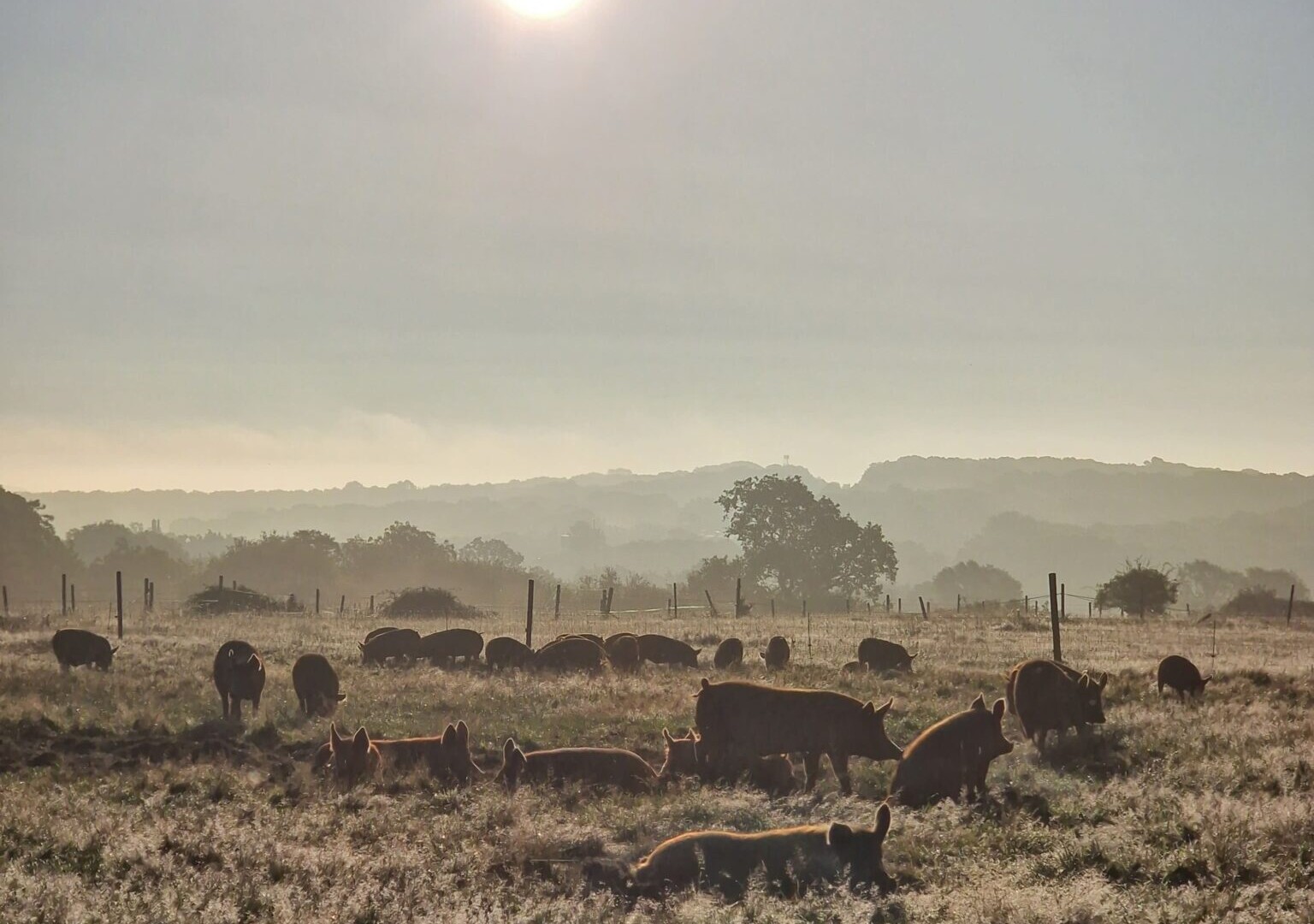 Cover image for Tynefield Farm Produce