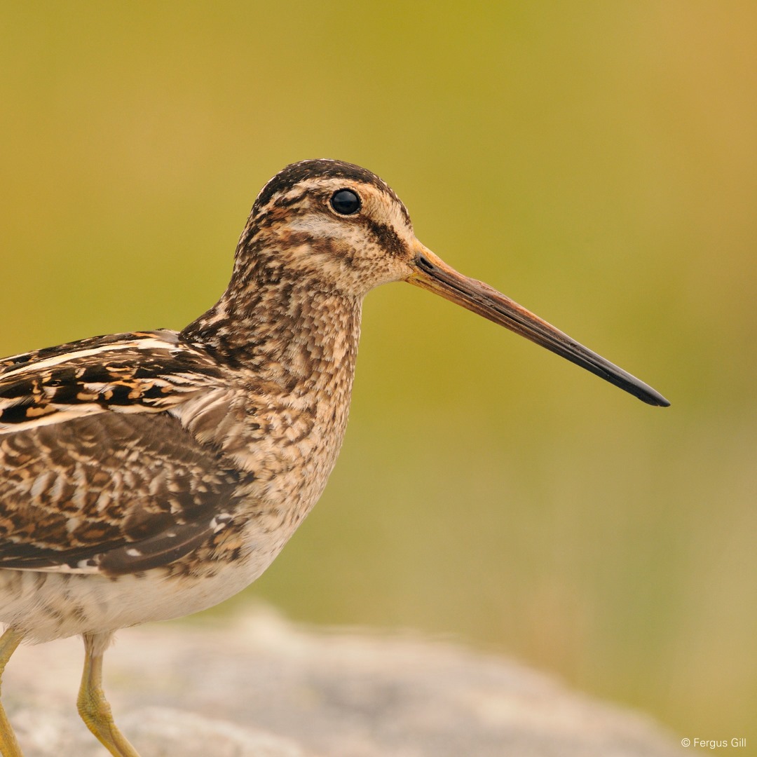 Cover image for Hampshire and Isle of Wight Wildlife Trust